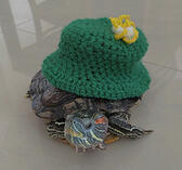 terrapin